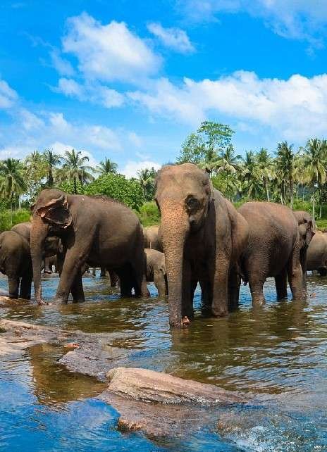Pinnawala Elephant Orphanage