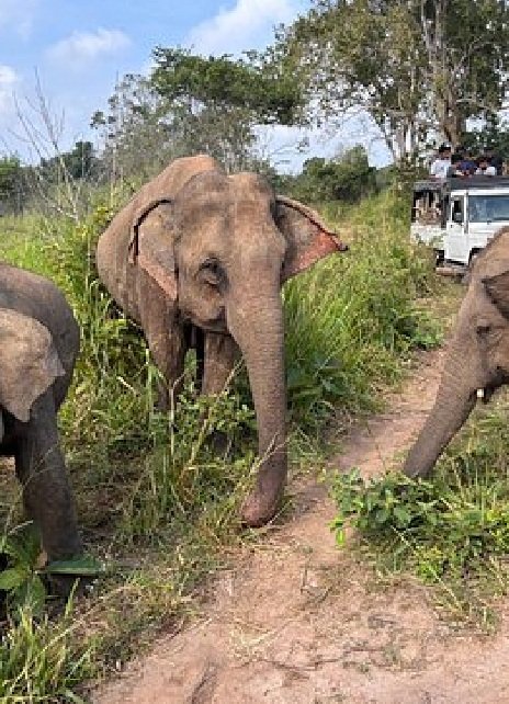 Kaudulla National Park