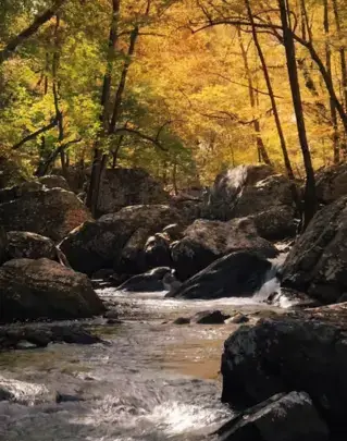 Sinharaja Rainforest